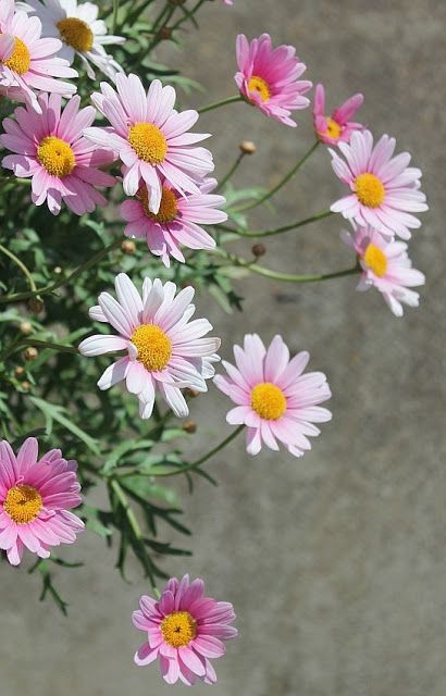 مدل رنگ روغن اورژینال